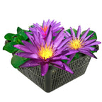 Nymphaea Purple Rain