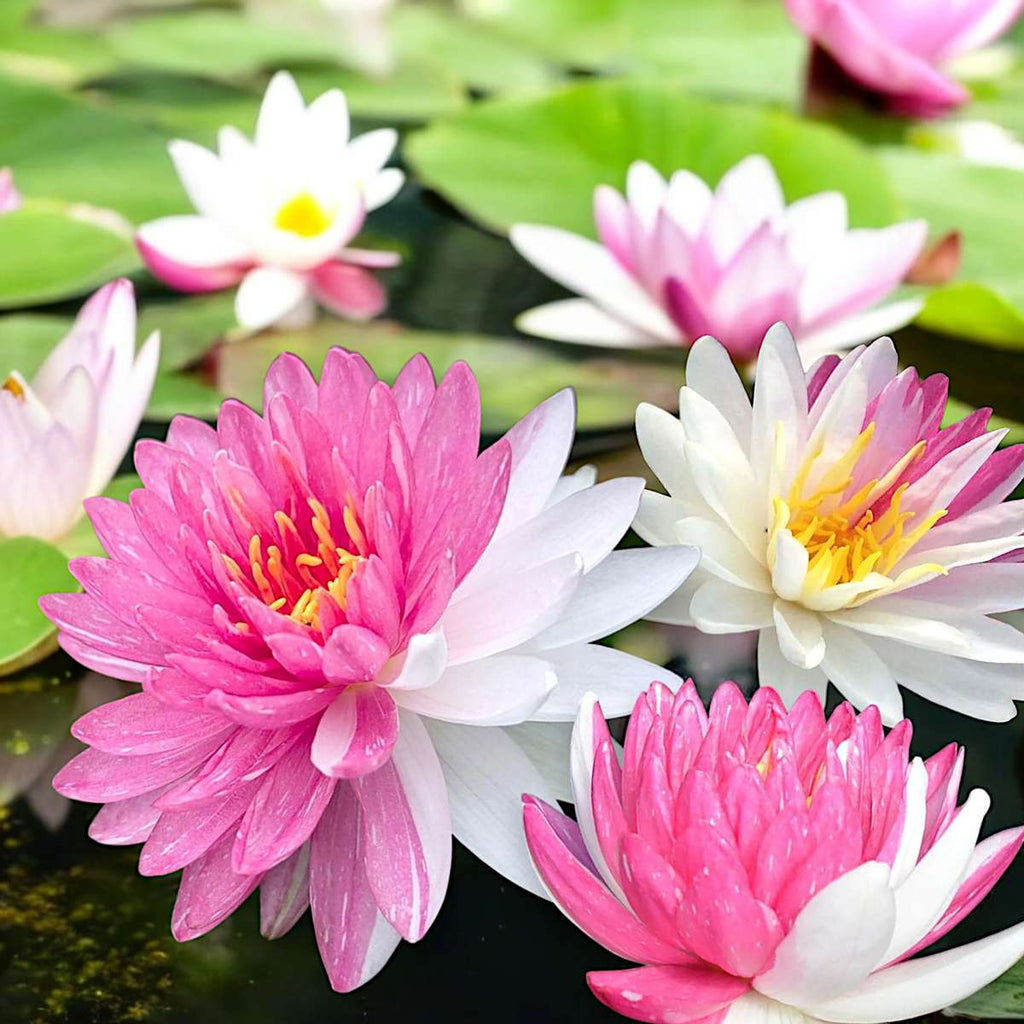 Nymphaea Fairytale