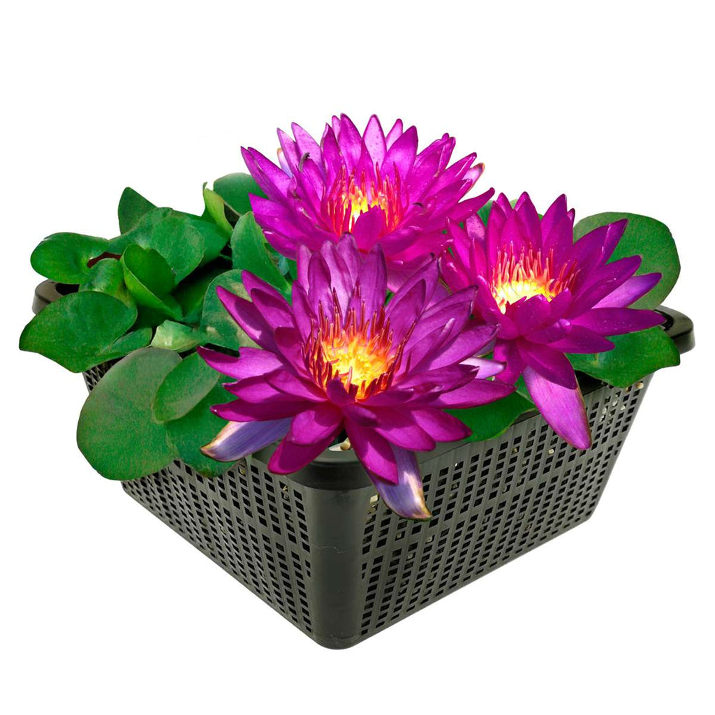 Nymphaea Cornancy