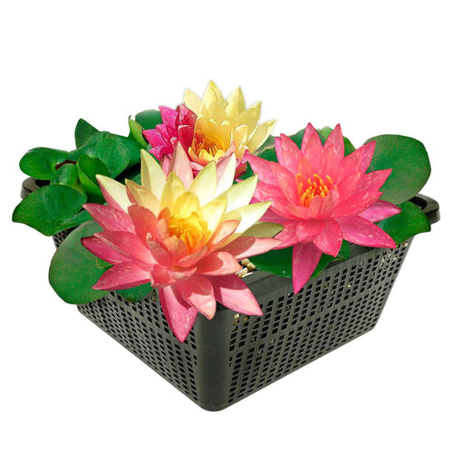Nymphaea Rainbow