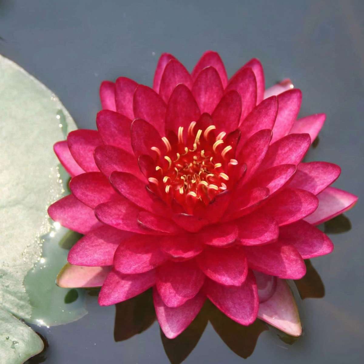 Nymphaea Petroula