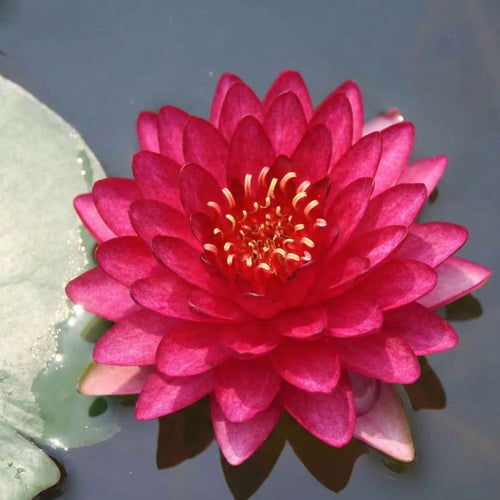 Nymphaea Petroula