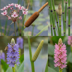 Set 6 Waterplanten met AQUA SET