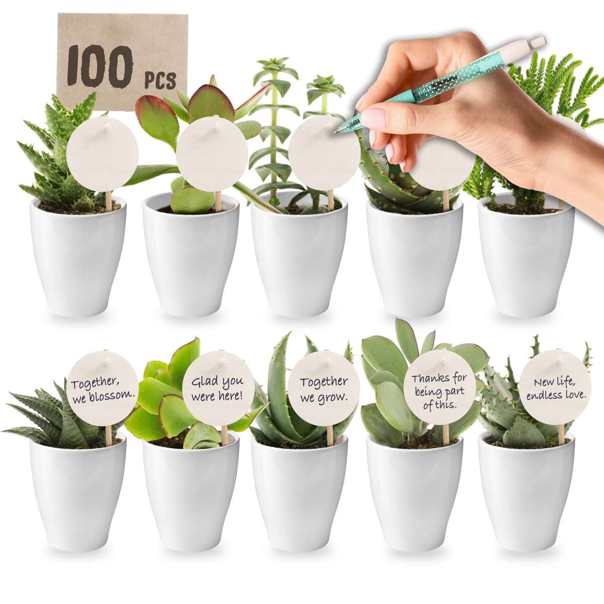 Giveaway Mini Vetplanten 100