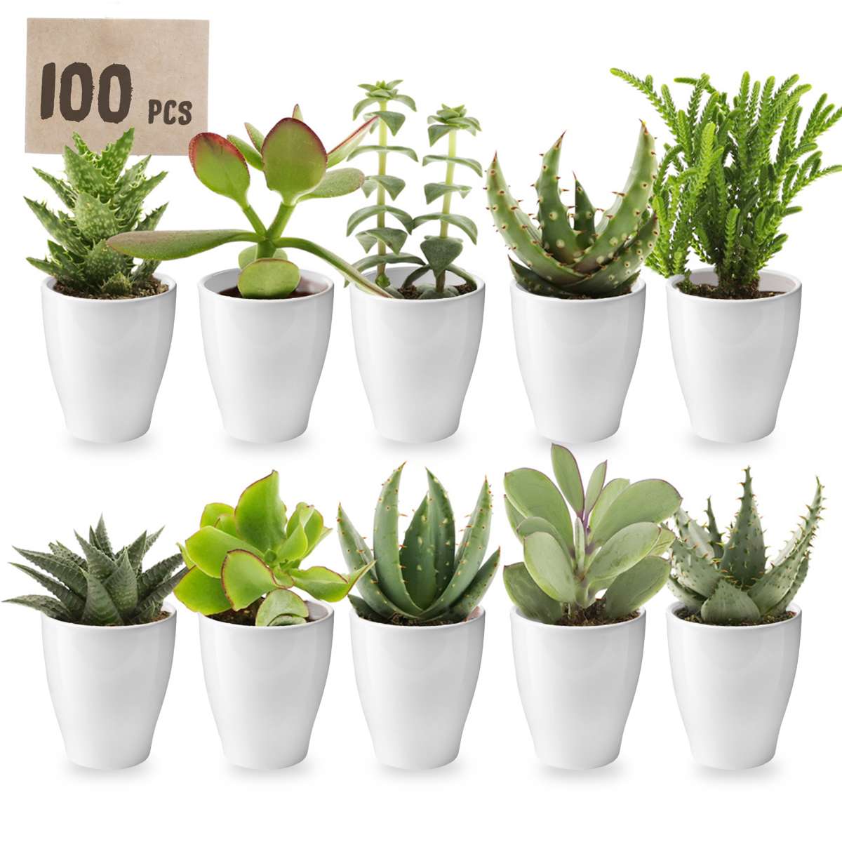 Mini Vetplanten met Potjes 100