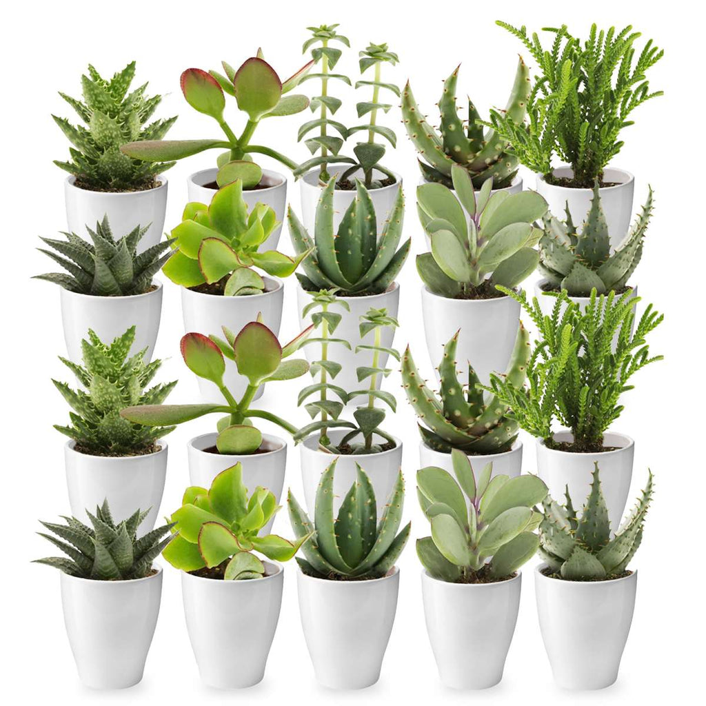 Mini Vetplanten met Potjes 20
