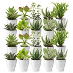 Mini Vetplanten met Potjes 20