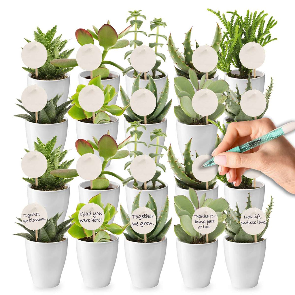 Giveaway Mini Vetplanten 20
