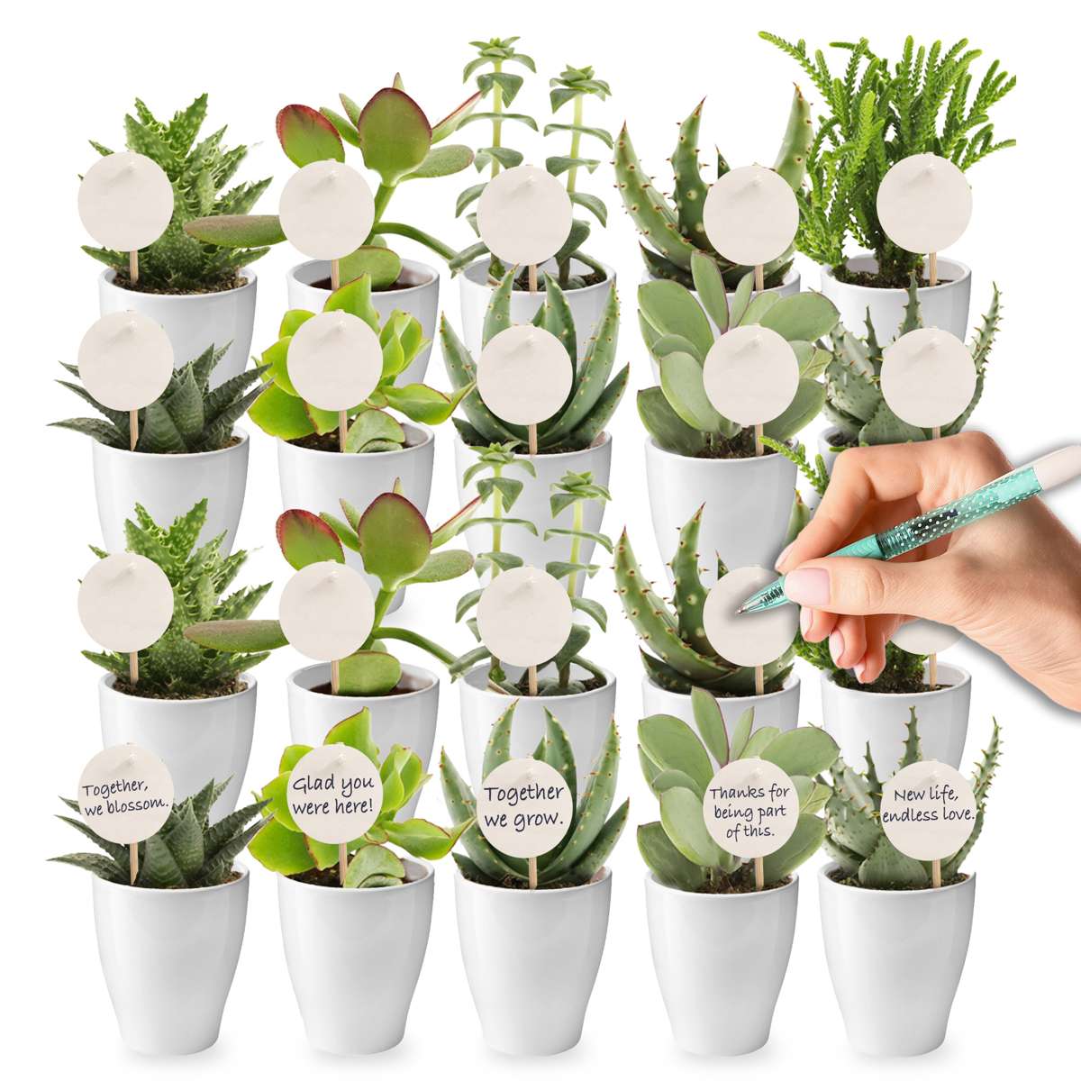 Giveaway Mini Vetplanten 20