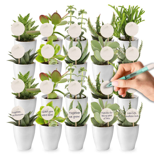 Giveaway Mini Vetplanten 20