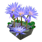 Nymphaea Blue Queen