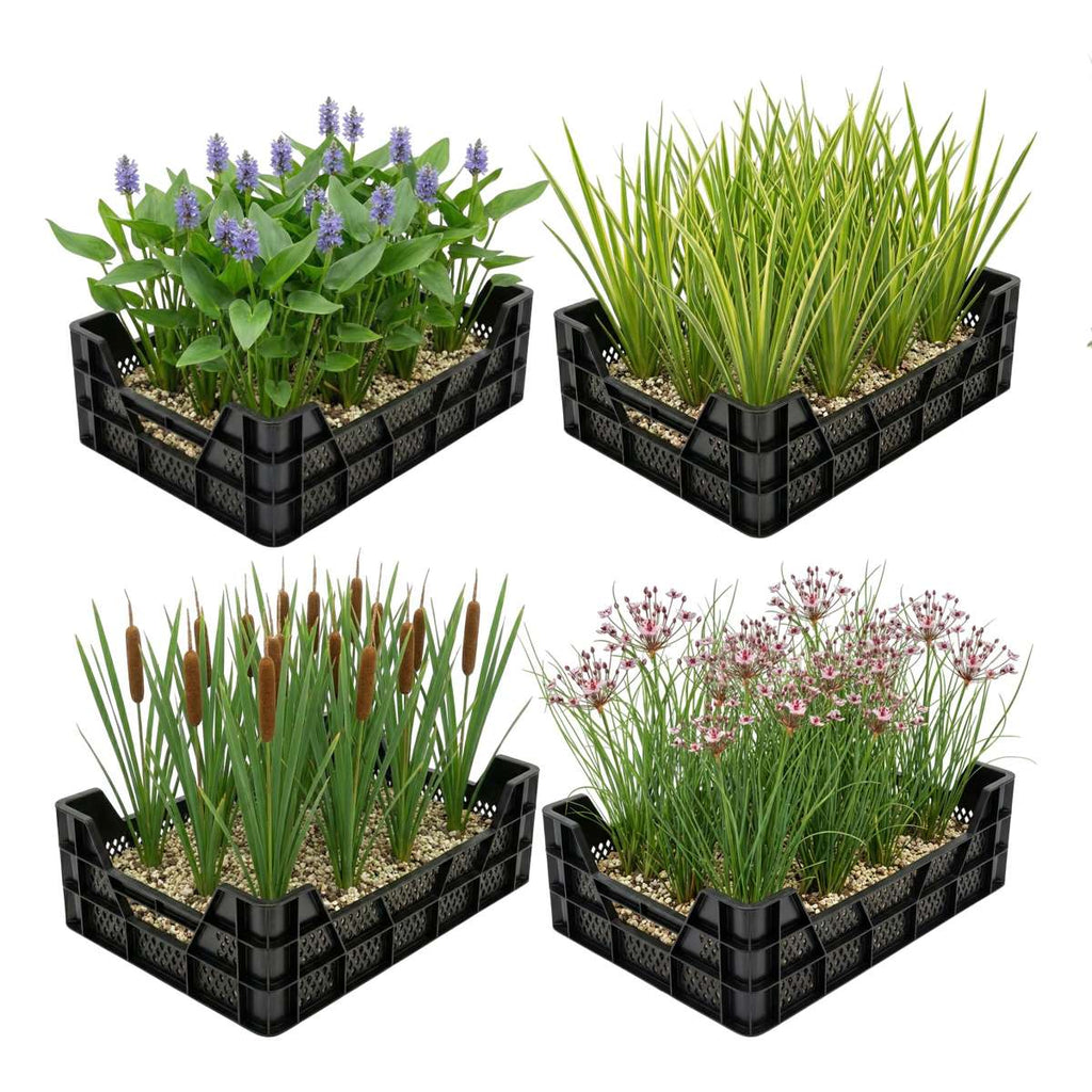 Waterplanten Vijverkratten 4 stuks