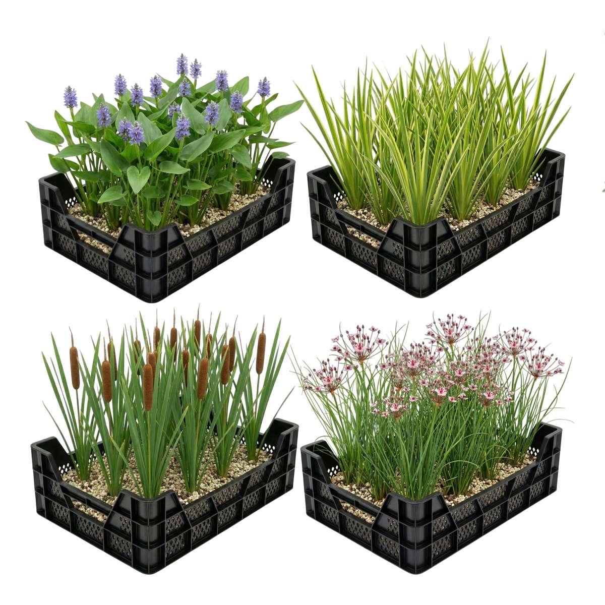 Waterplanten Vijverkratten 4 stuks