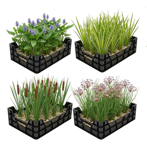 Waterplanten Vijverkratten 4 stuks