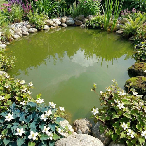 Zuurstofplanten Pakket tegen Groen Water 100-400L