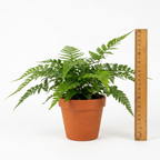 Tuinvarens 24 planten