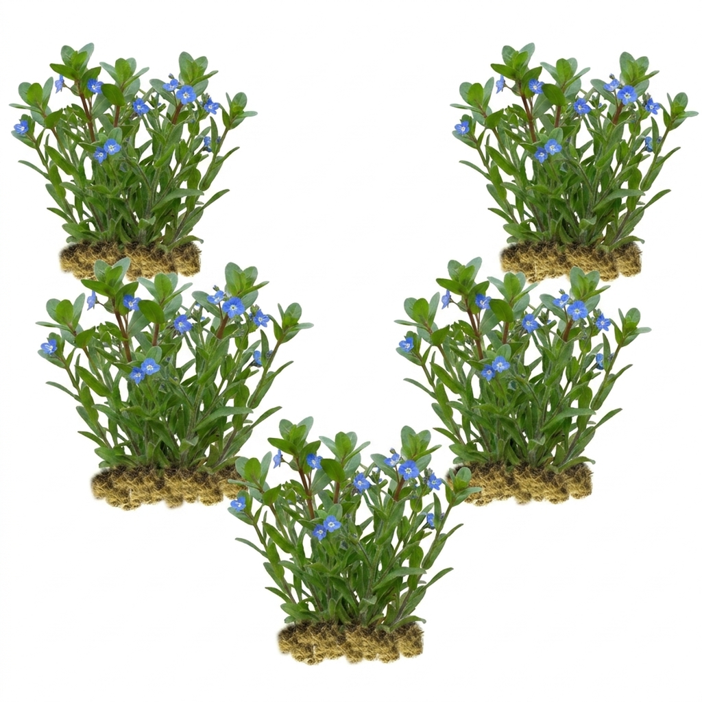 Beekpunge 100 planten