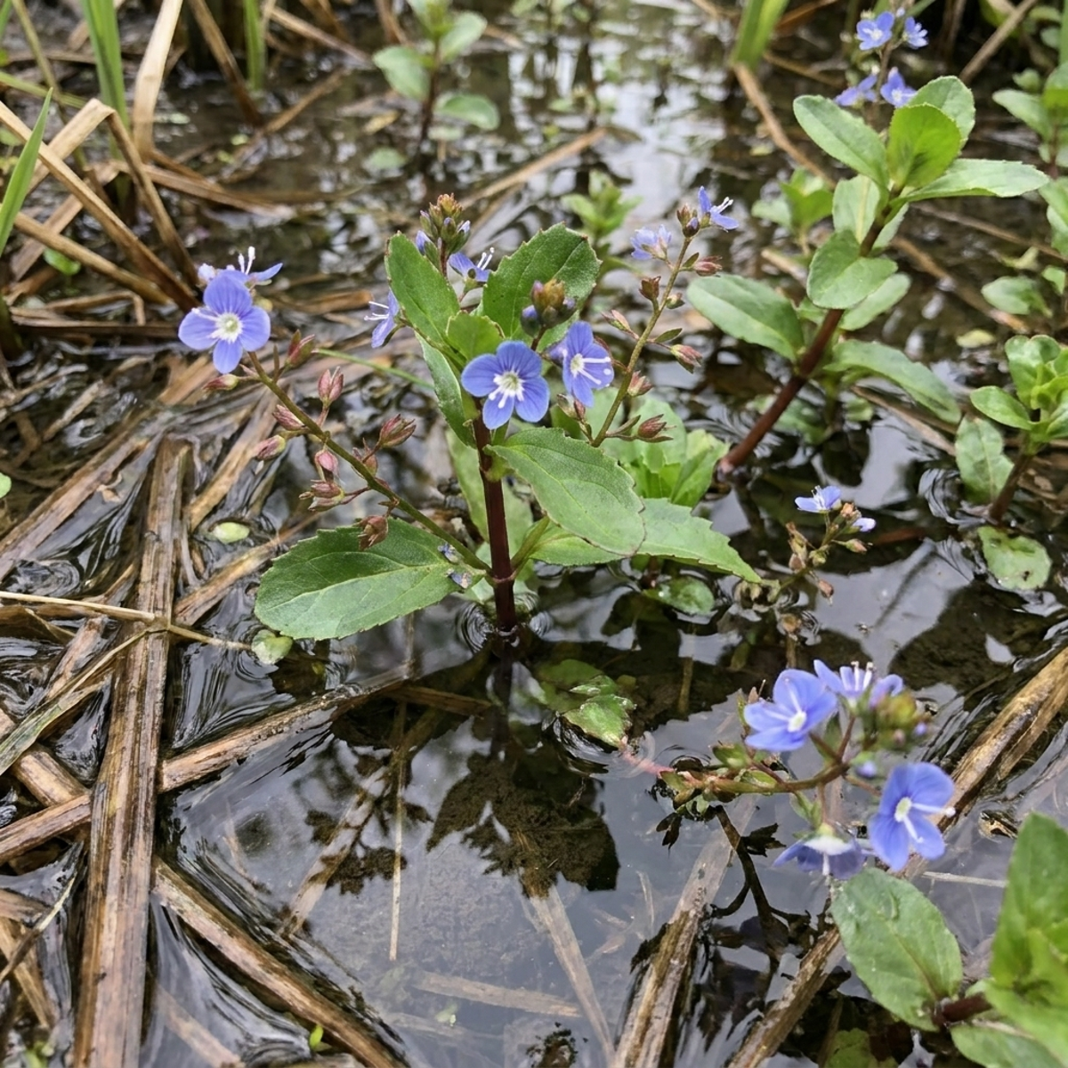 Beekpunge 15 planten