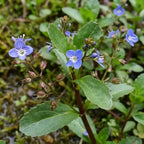 Beekpunge 100 planten