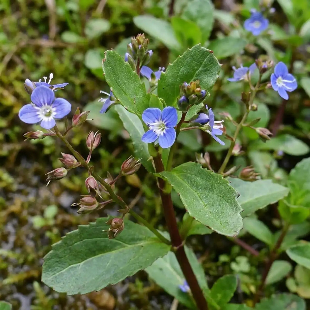 Beekpunge 15 planten