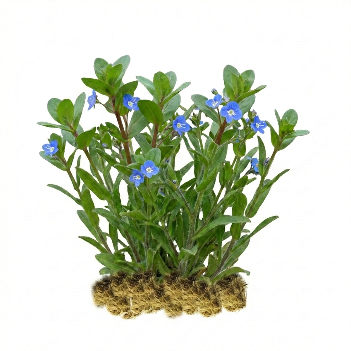 Beekpunge 15 planten