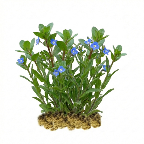 Beekpunge 15 planten