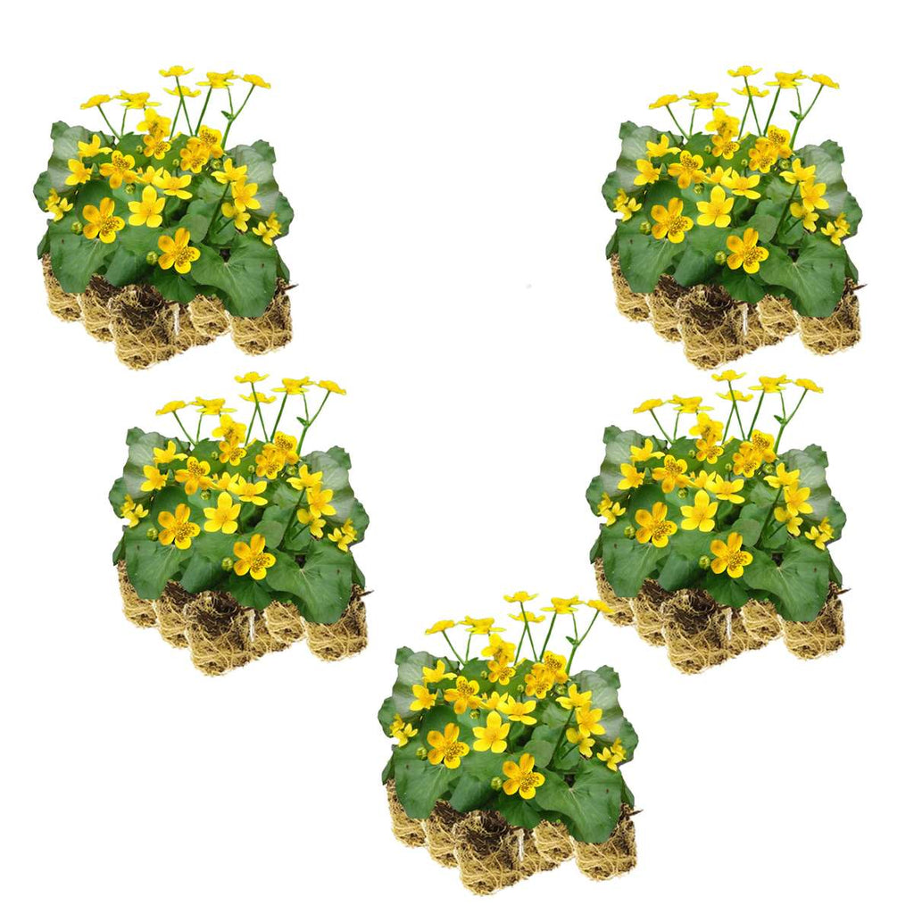 Dotterbloem 100 planten