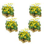 Dotterbloem 100 planten