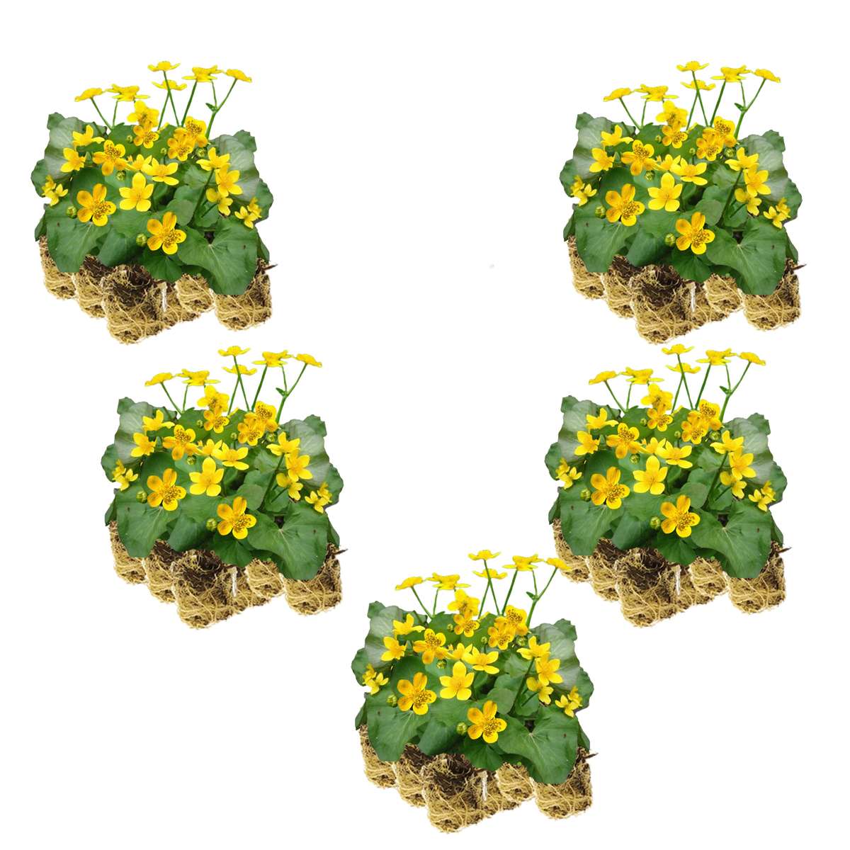 Dotterbloem 100 planten