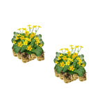 Dotterbloem 30 planten