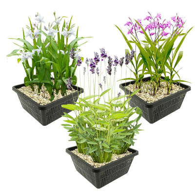 Speciale Waterplanten
