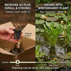 Zwanenbloem 3 manden