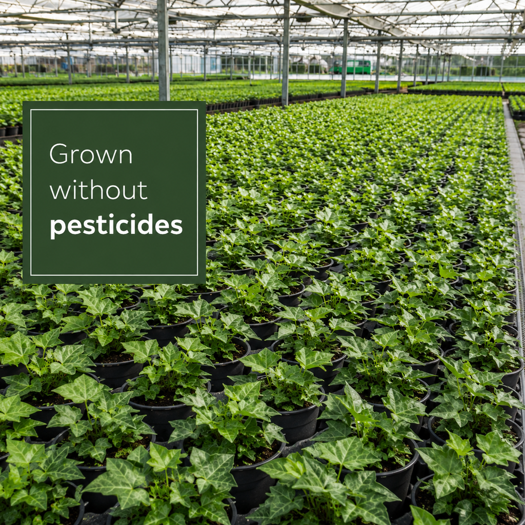 Droge Vijverrand Planten 2-3m2