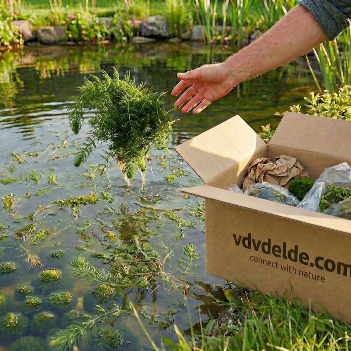 Inheemse Zuurstofplanten Onderwaterplanten