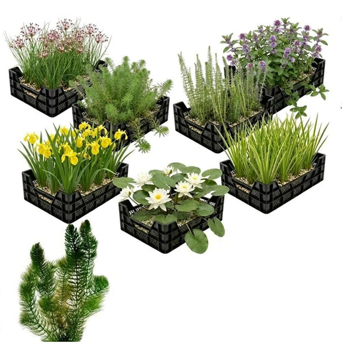 Inheems Waterplanten Pakket 10.000-15.000L