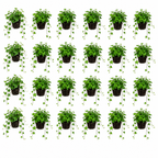 Klimop Hedera 24 planten