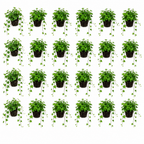 Klimop Hedera 24 planten