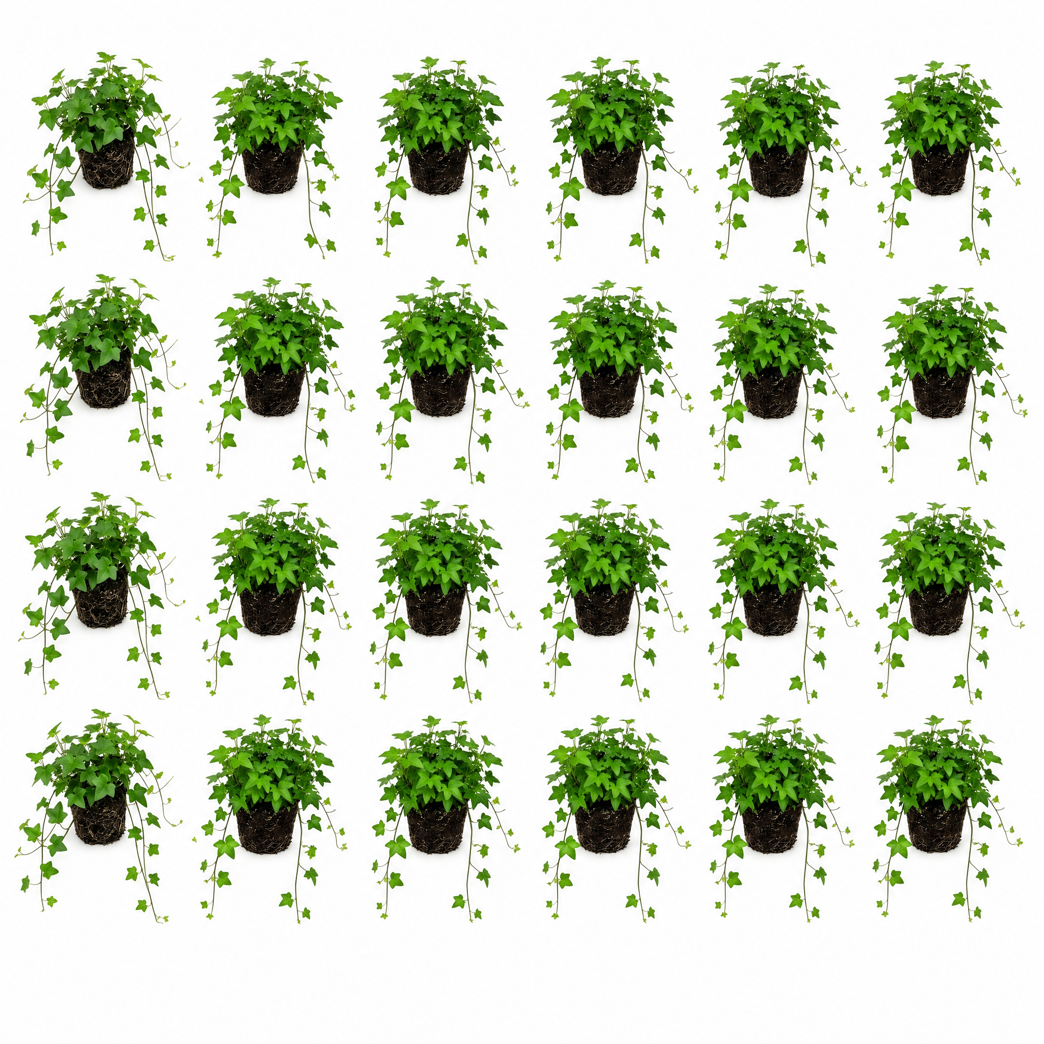 Klimop Hedera 24 planten