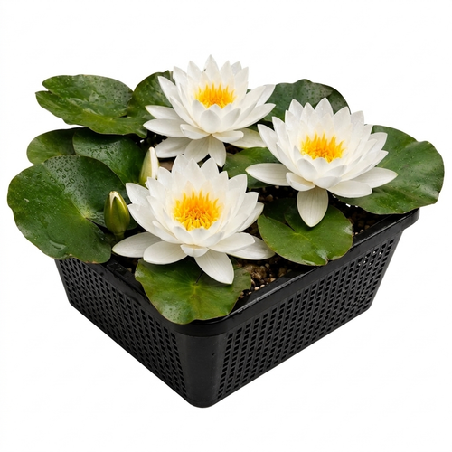 Witte Waterlelie Inheems