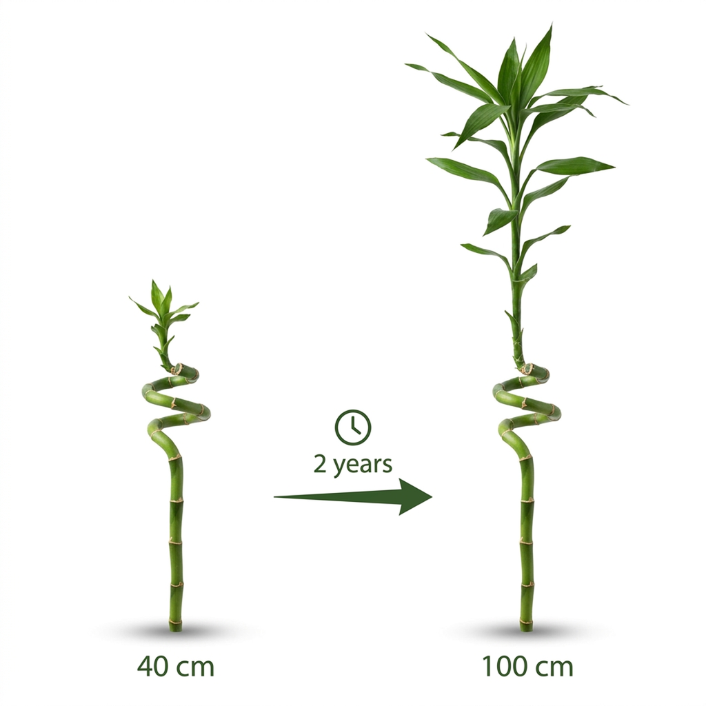 Lucky bamboo x2 met vaas, steentjes en mosballen