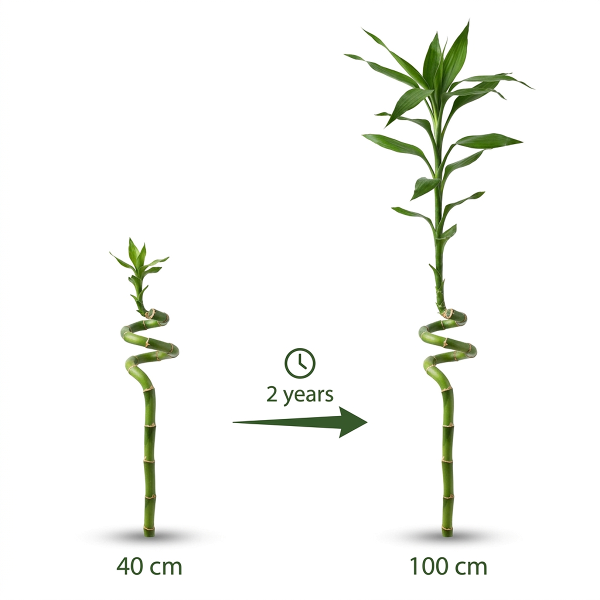 Lucky bamboo x2 met vaas, steentjes en mosballen