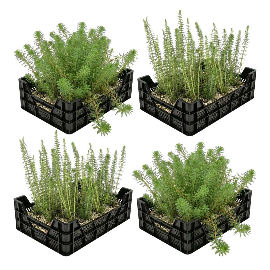 Zuurstofplanten Vijverkratten 4 stuks