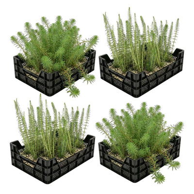 Zuurstofplanten Vijverkratten 4 stuks