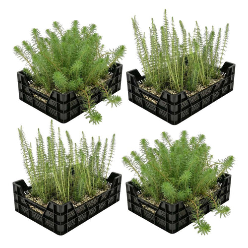 Zuurstofplanten Vijverkratten 4 stuks