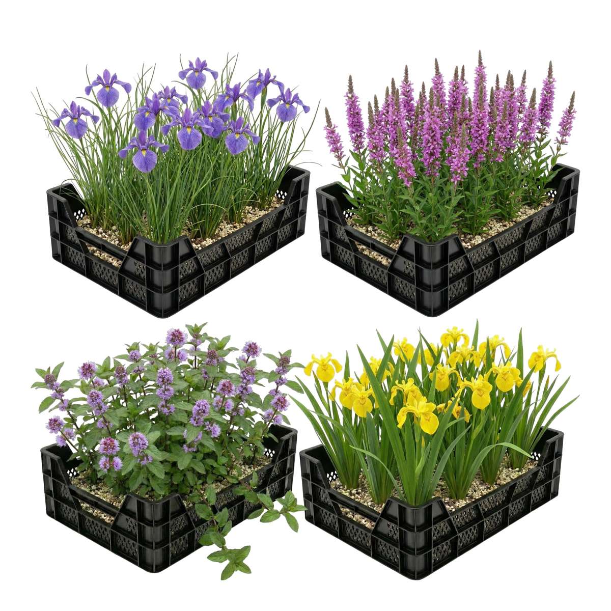 Moerasplanten Vijverkratten 4 stuks