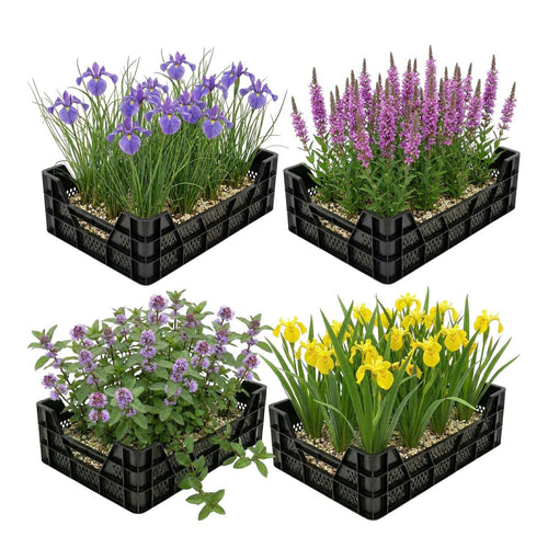 Moerasplanten Vijverkratten 4 stuks