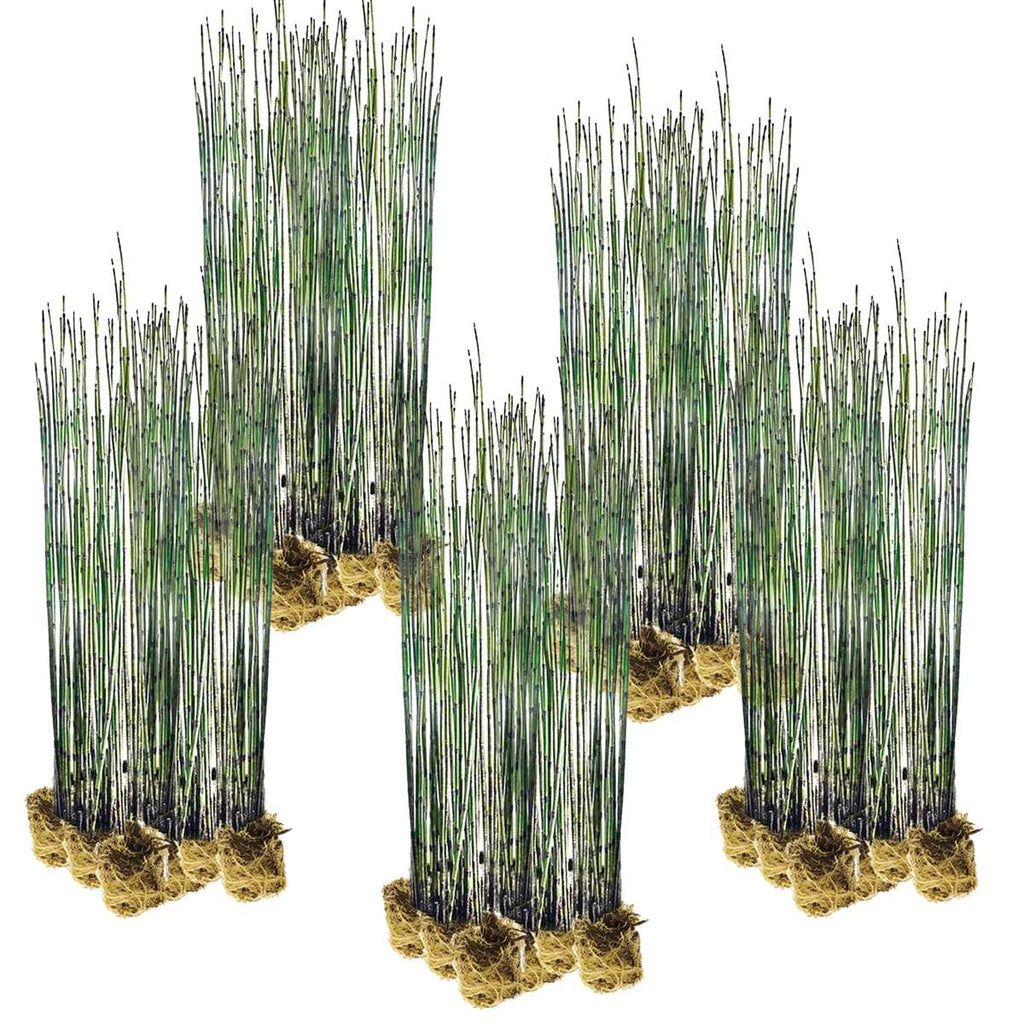 Holpijp 100 planten