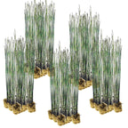 Holpijp 100 planten