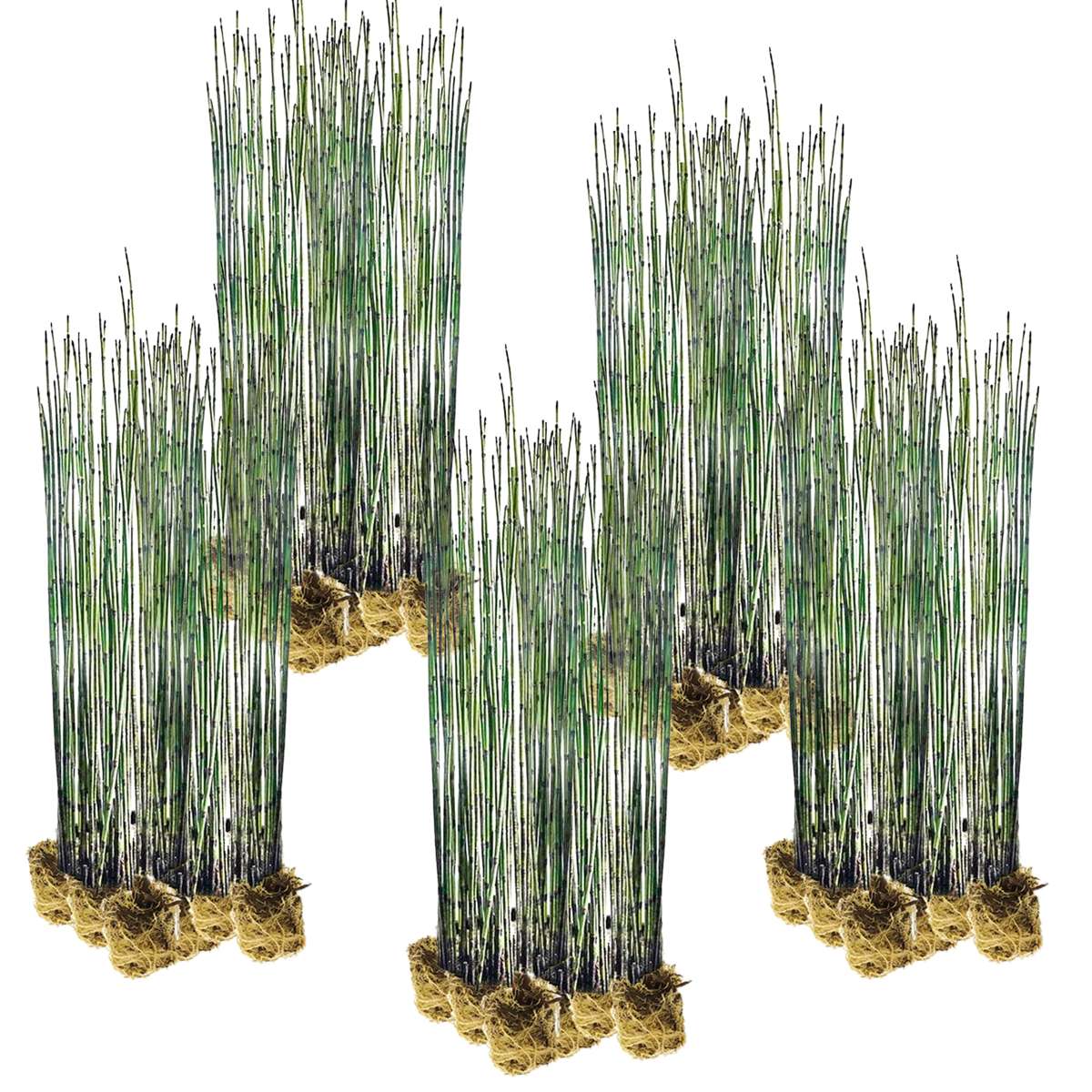 Holpijp 100 planten