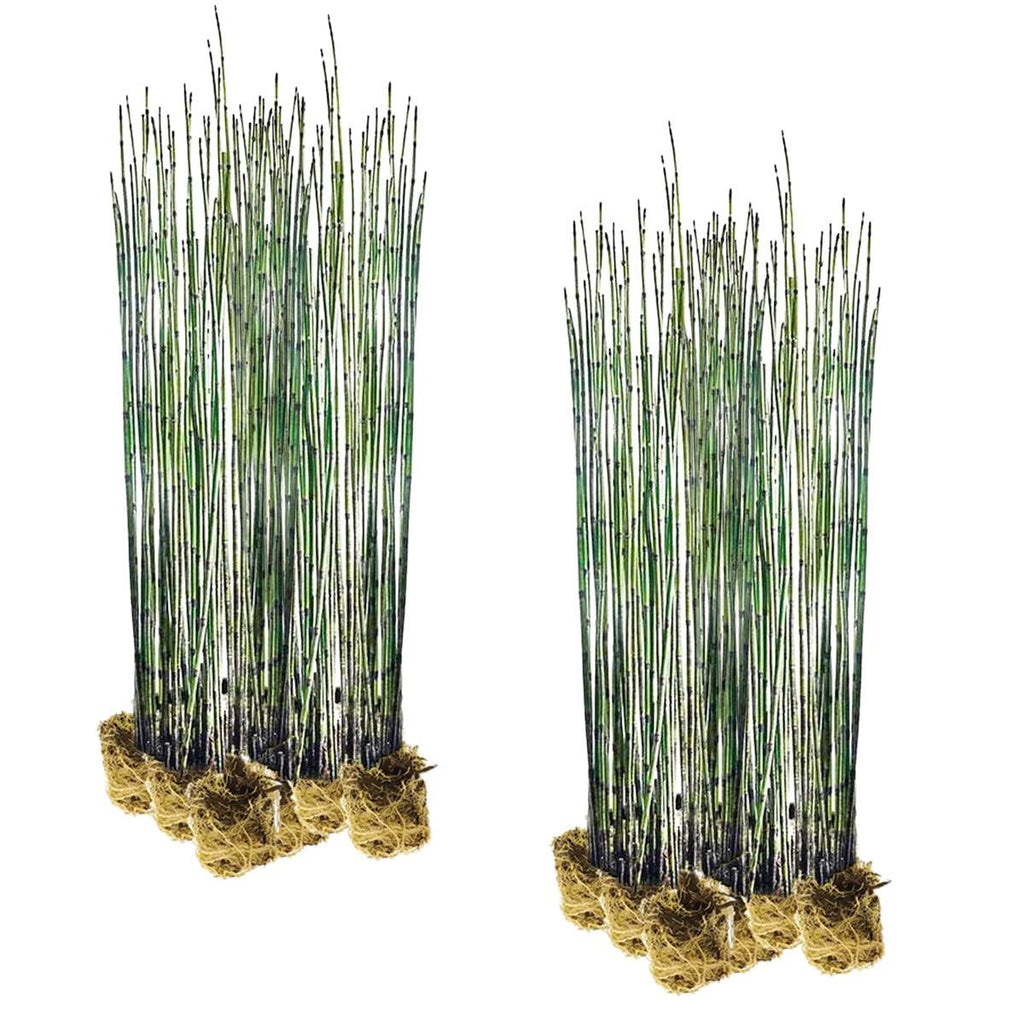 Holpijp 30 planten
